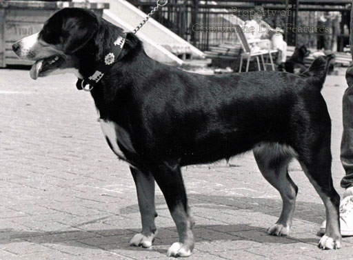 161-2 ENTLEBUCHER